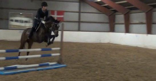 Welsh Partbred (Sec F) GROEZE'S JOSINA - Josse over en meget lille vandgrav :D billede 14