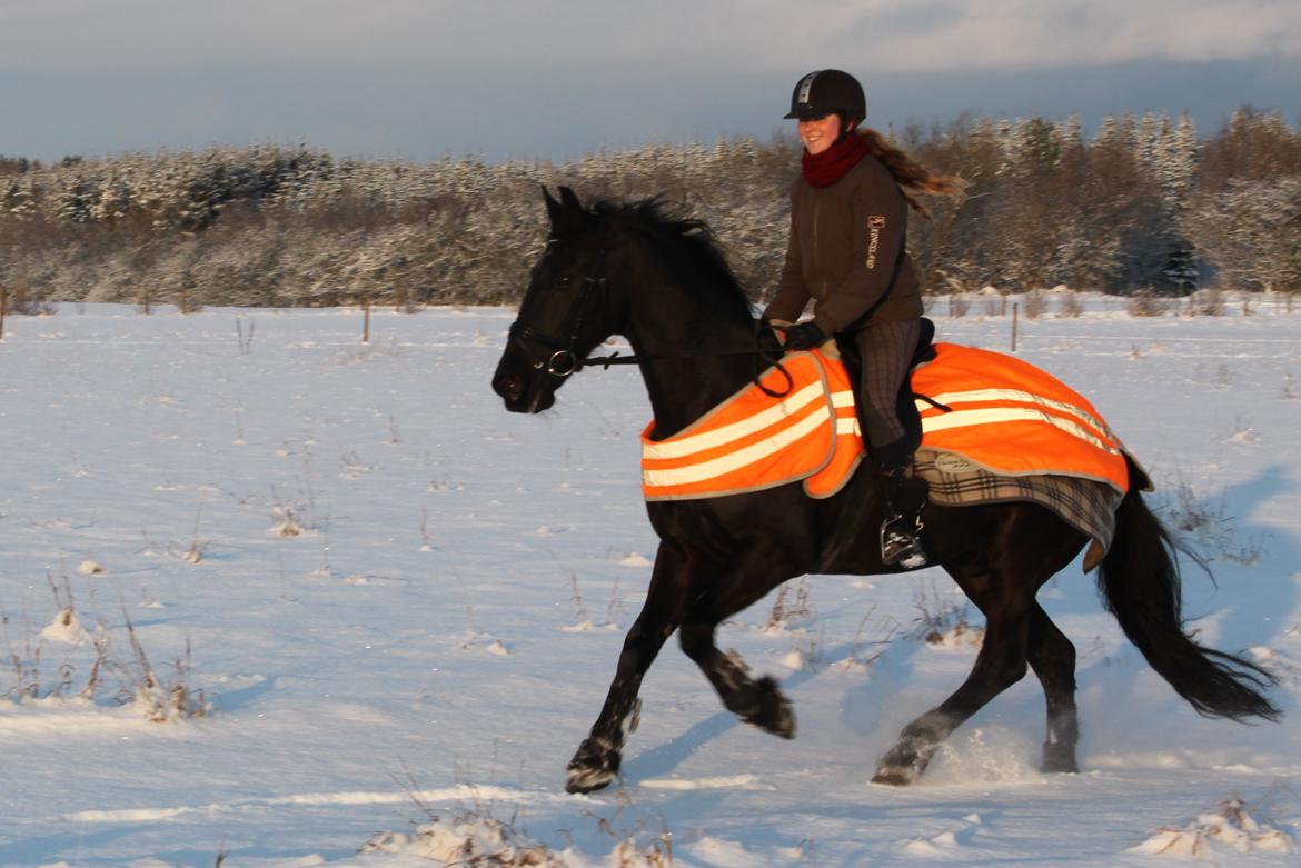 Anden særlig race KJÆRSGAARDS MOONLIGHT - Dejlig galopper på Monse i sneen :D 16. januar 2013 billede 36