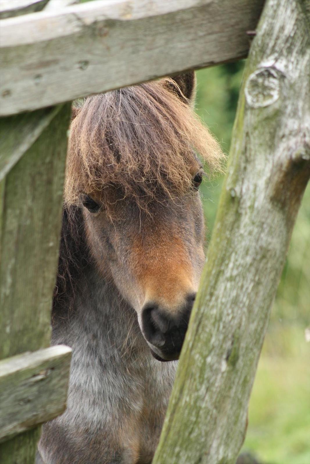 Dansk Miniature Søglimts Sniff billede 12
