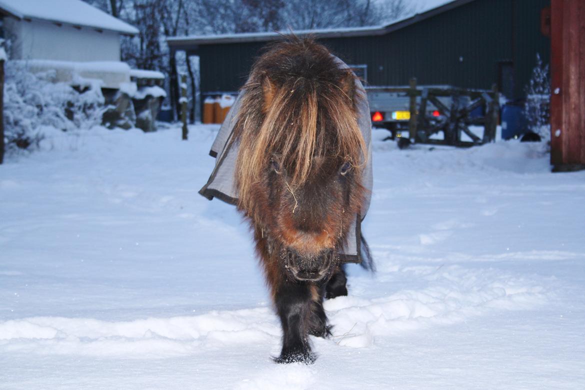 Dansk Miniature Søglimts Sniff billede 20