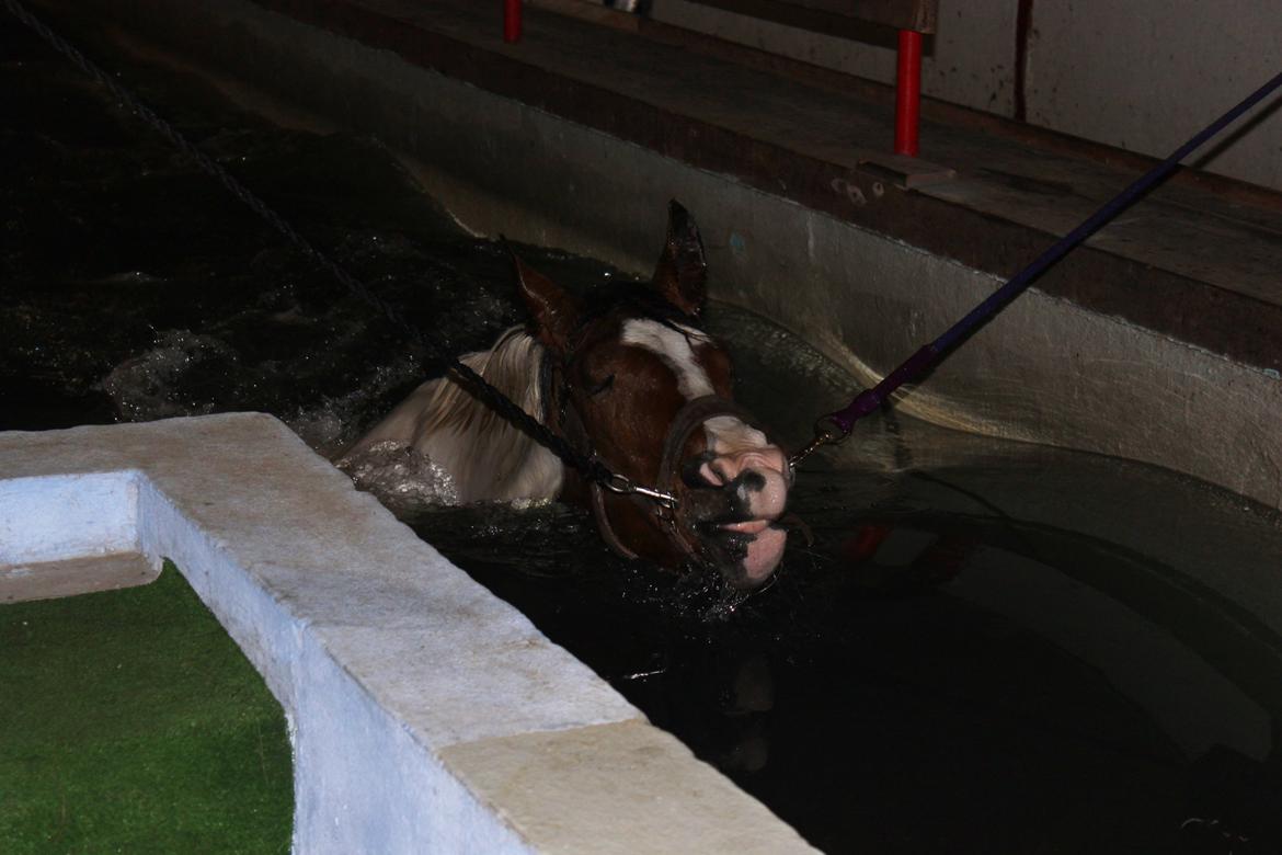 Anden særlig race All Star (Luna) - Allstar ude på Hammerthor pool center d. 16 Januar 2013. billede 7