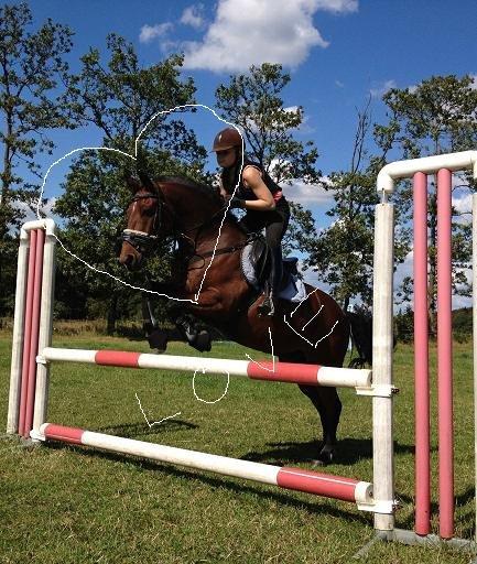 New Forest wiechhofs ravamoon - spring træning i det gode vejr! <3 billede 10