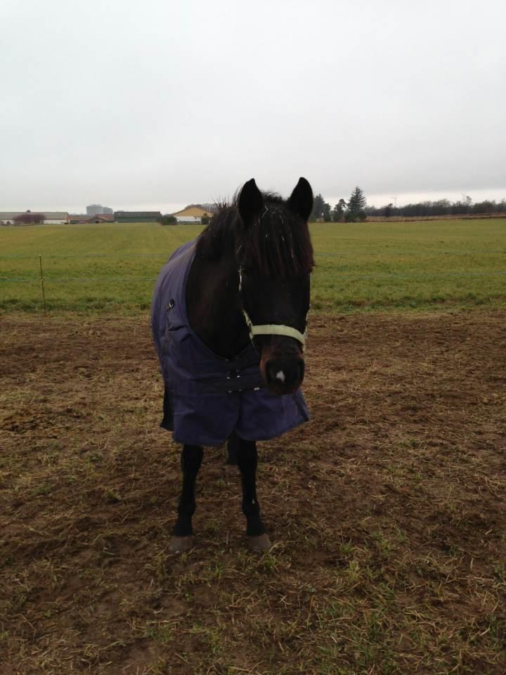 DSP Snorgaardens Mistrael [Rider ikke mere] - Foto: Ida, Vinteren 2013 billede 9