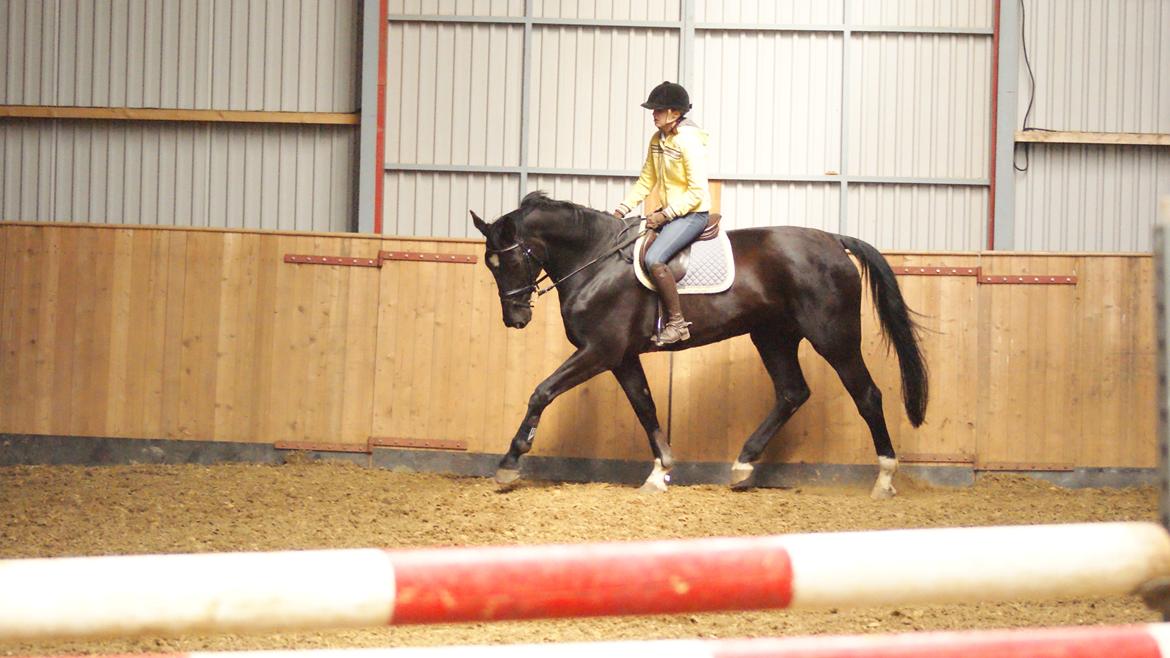 Holstener Fantaghiro' *solgt* billede 1