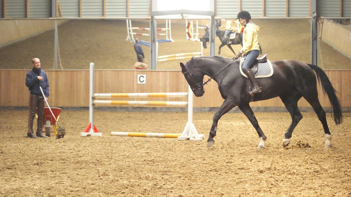 Holstener Fantaghiro' *solgt* billede 13