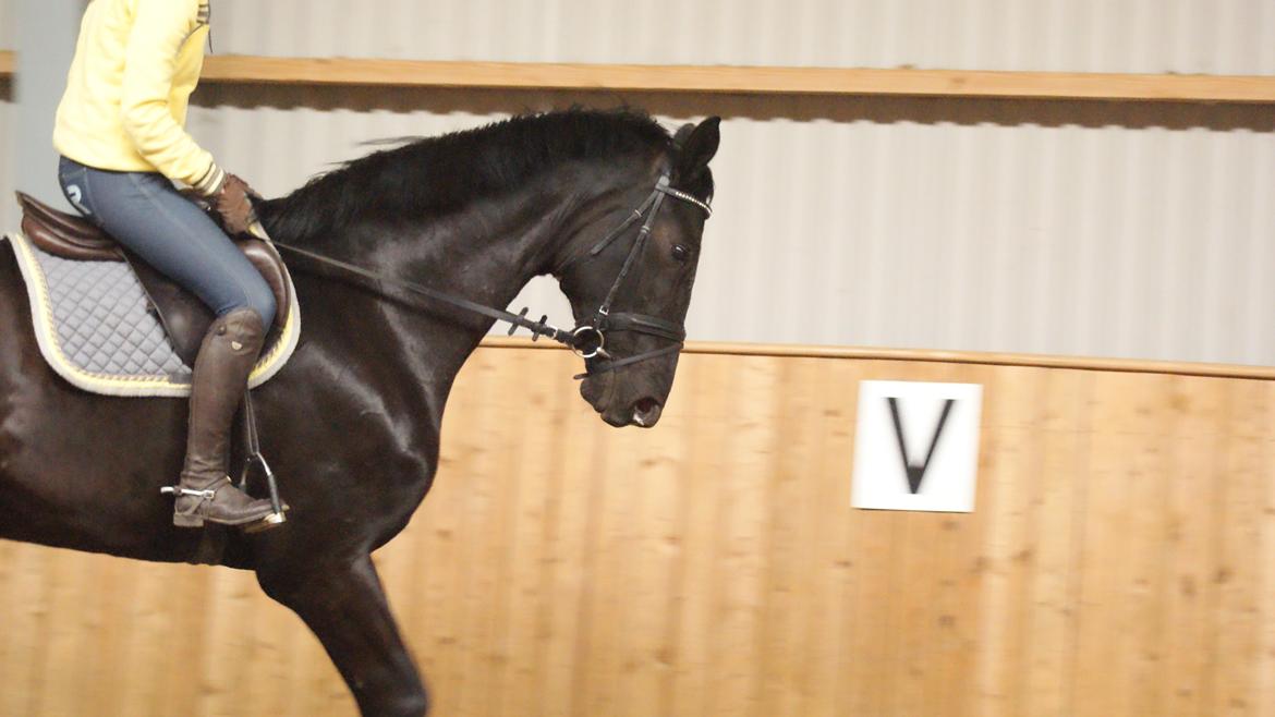 Holstener Fantaghiro' *solgt* billede 14