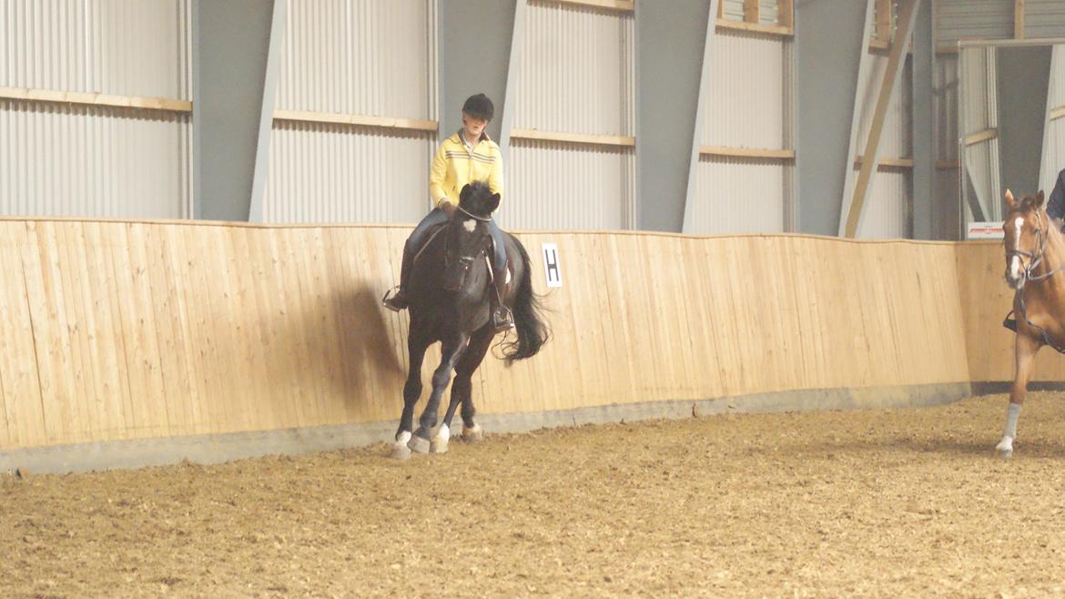 Holstener Fantaghiro' *solgt* billede 15