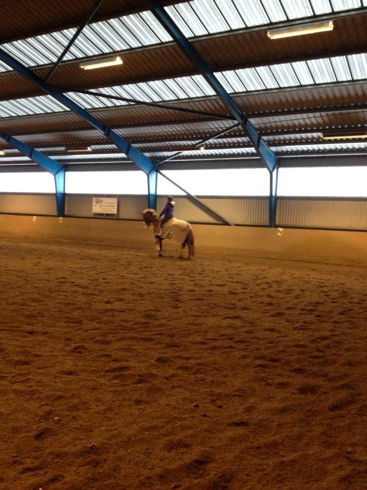 Engelsk Varmblod Edward - Mig og Eddie, først tur i hallen <3 billede 15