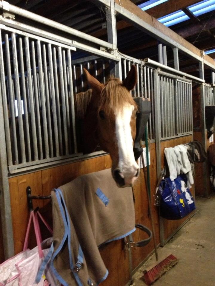 Engelsk Varmblod Edward - Arww lille Eddiemand! <3 billede 17