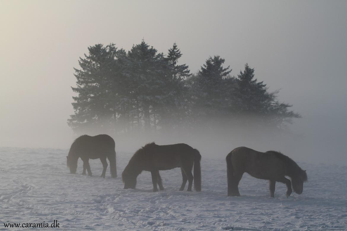 Islænder Dúx fra Caramia - 16.01.2013 Árangur, Dúx og Álfadans i tågen.  billede 8