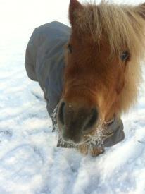 Shetlænder Rosie aka lynet mcqueen xD (min egen) billede 16