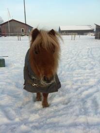 Shetlænder Rosie aka lynet mcqueen xD (min egen) billede 17