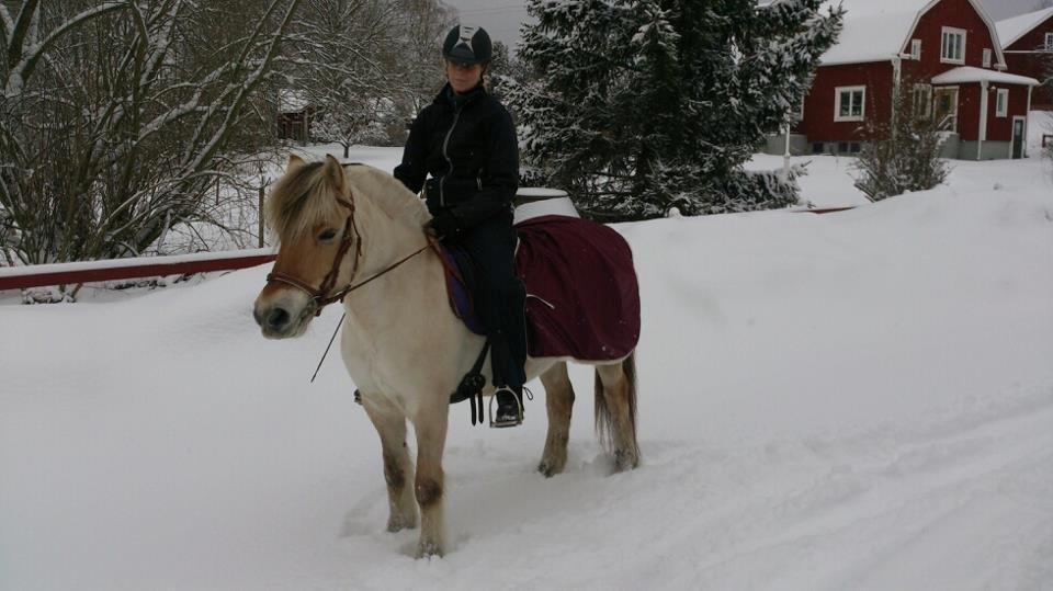 Fjordhest Eza Følsbjerg - solgt til Sverige - Januar 2013 - hos sin nye ejer i Sverige billede 17