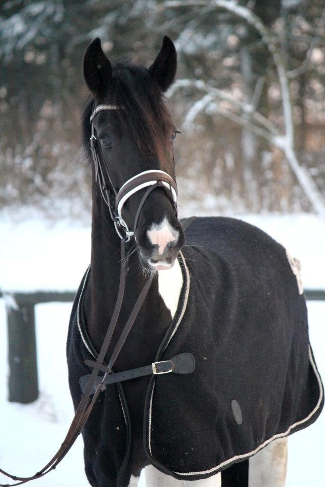 Anden særlig race Cheval - 150113 - foto: CHS Photo billede 6