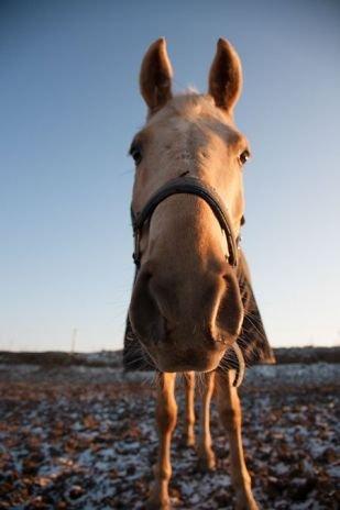 Palomino Golden Fashion - look good billede 13