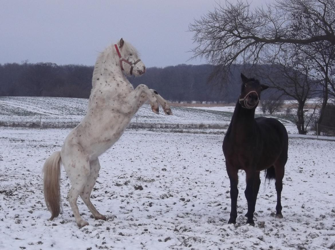 Knabstrupper Laban (SOLGT) - Jeg er da fin - jan12 billede 7