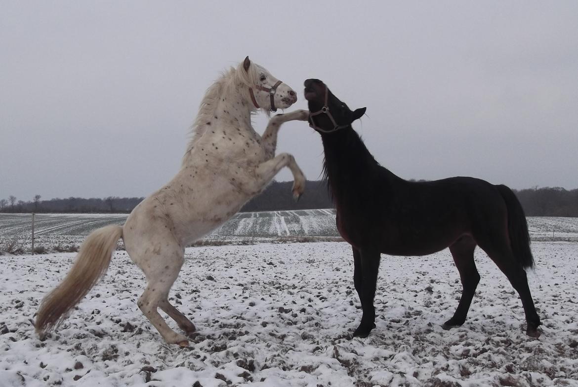 Knabstrupper Laban (SOLGT) - januar 2013 billede 8