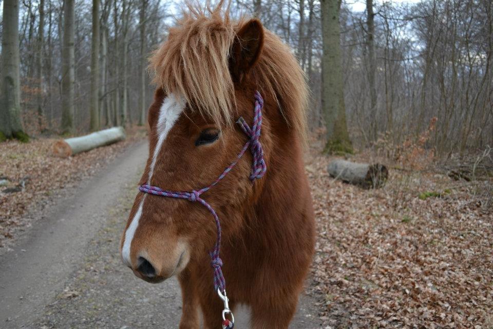 Islænder Trásti fra Højager billede 3