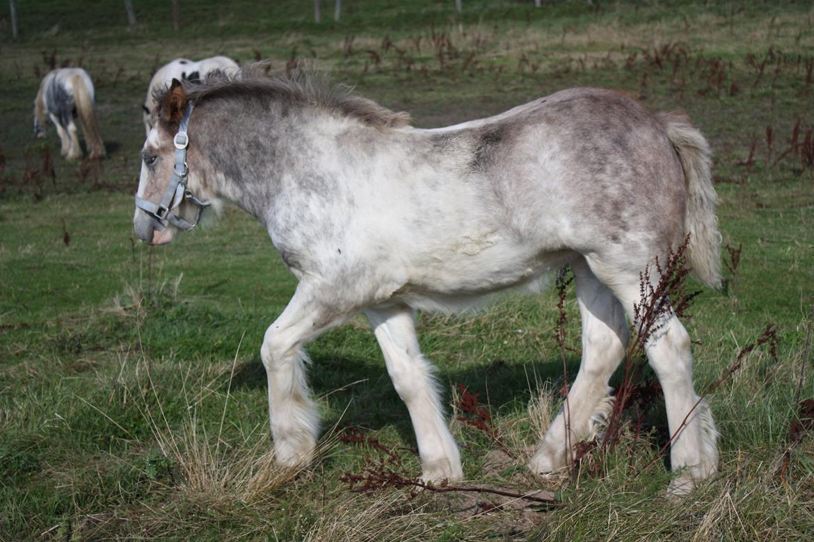 Irish Cob Bella Donna - September 2012 billede 15
