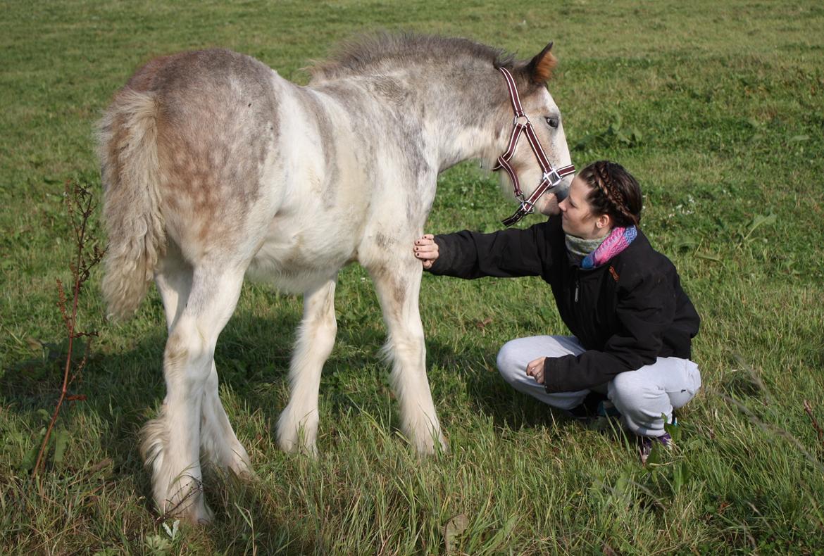 Irish Cob Bella Donna - September 2012 billede 16