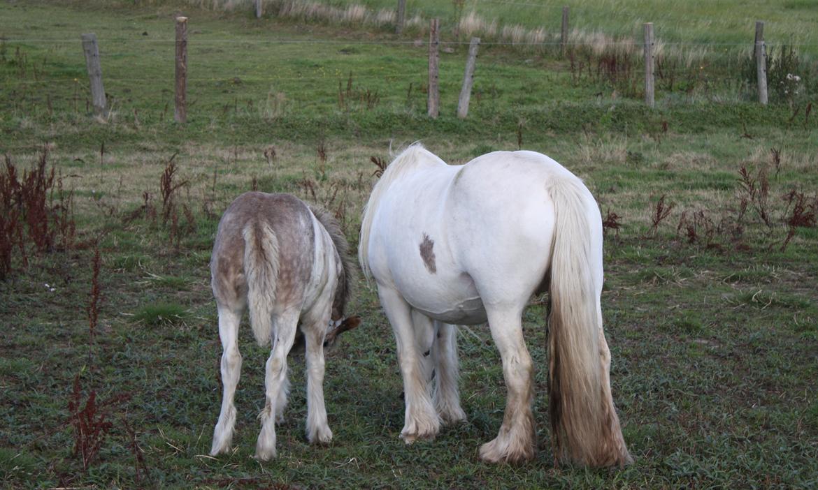 Irish Cob Bella Donna - September 2012 billede 17