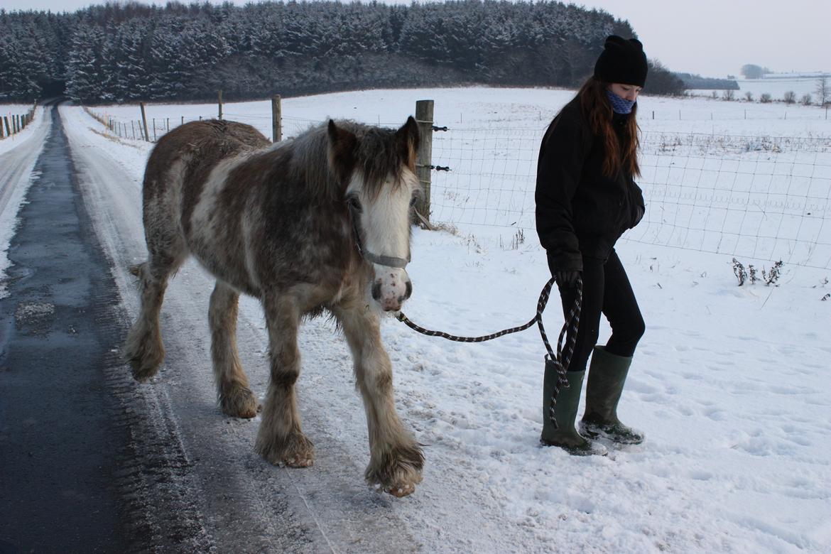 Irish Cob Bella Donna - Januar 2013 billede 19