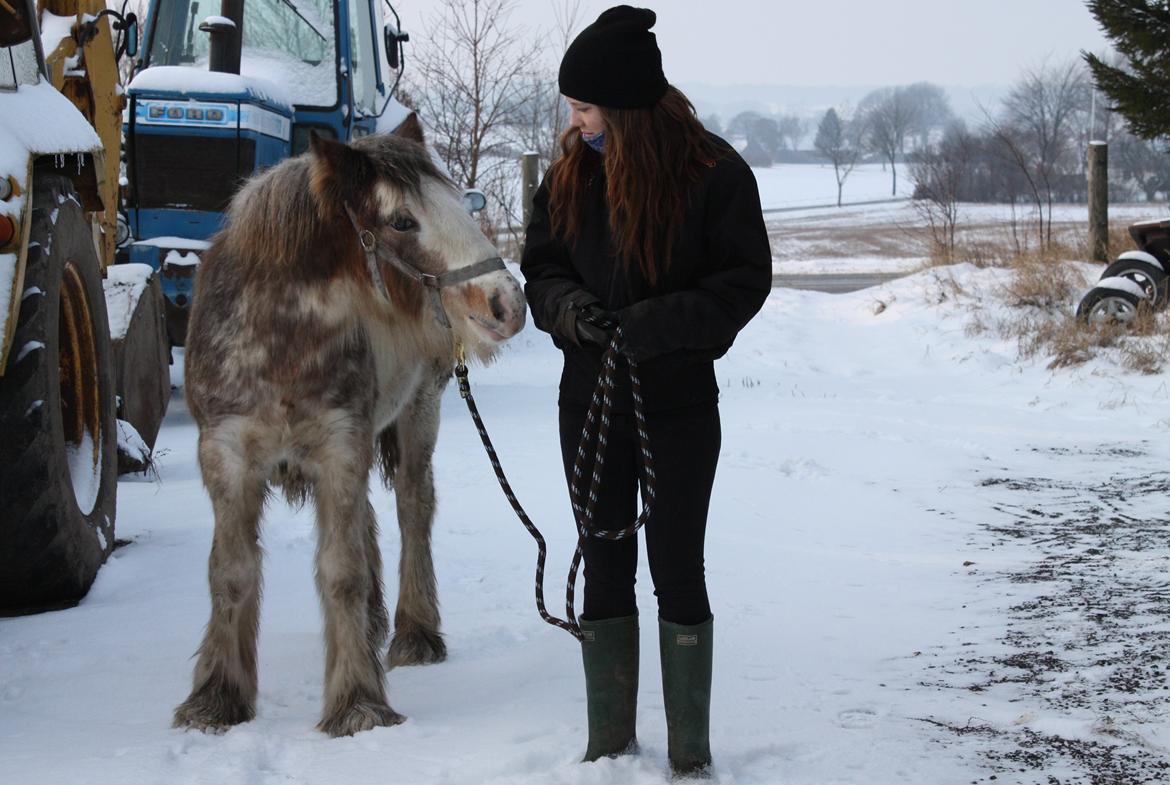 Irish Cob Bella Donna - Januar 2013 billede 20
