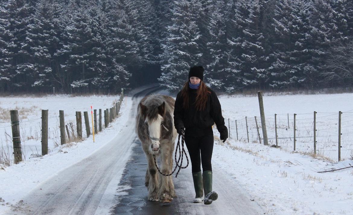 Irish Cob Bella Donna - Januar 2013
Bella Donna og Mathilde på lille gåtur. billede 18
