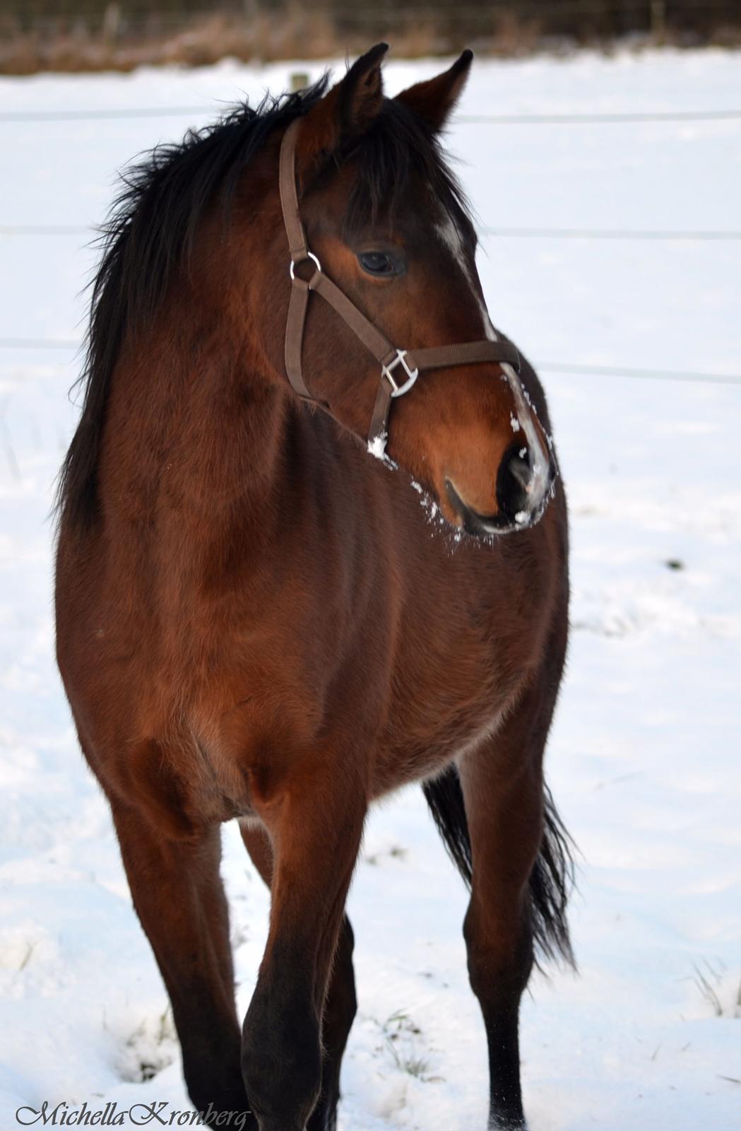 Dansk Varmblod Grønmosegårds Tequiro billede 18