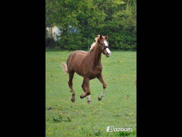 Dansk Varmblod Salsa Danica billede 1