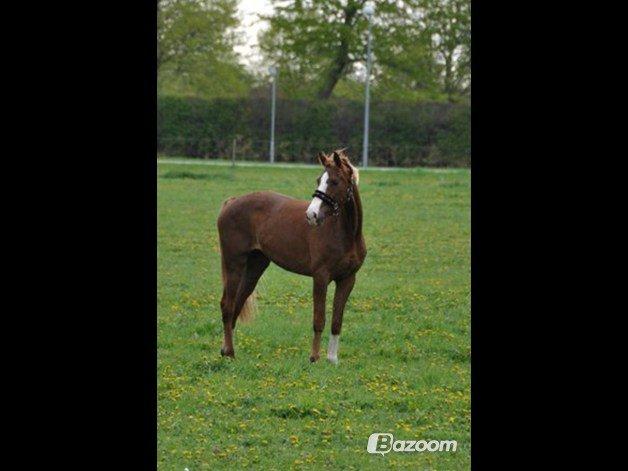 Dansk Varmblod Salsa Danica - Smukke pige <3 billede 2