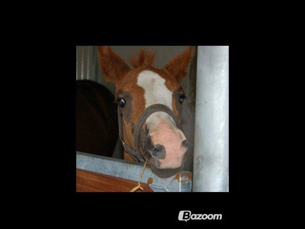 Dansk Varmblod Salsa Danica - baby dog <3 billede 4