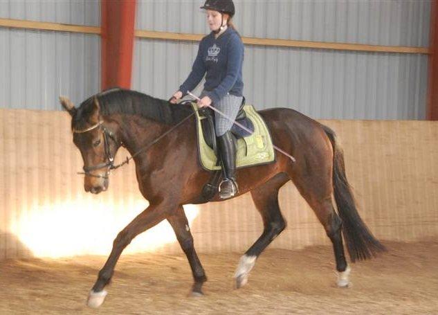 Dansk Varmblod Astoria - Marts 2010 billede 14