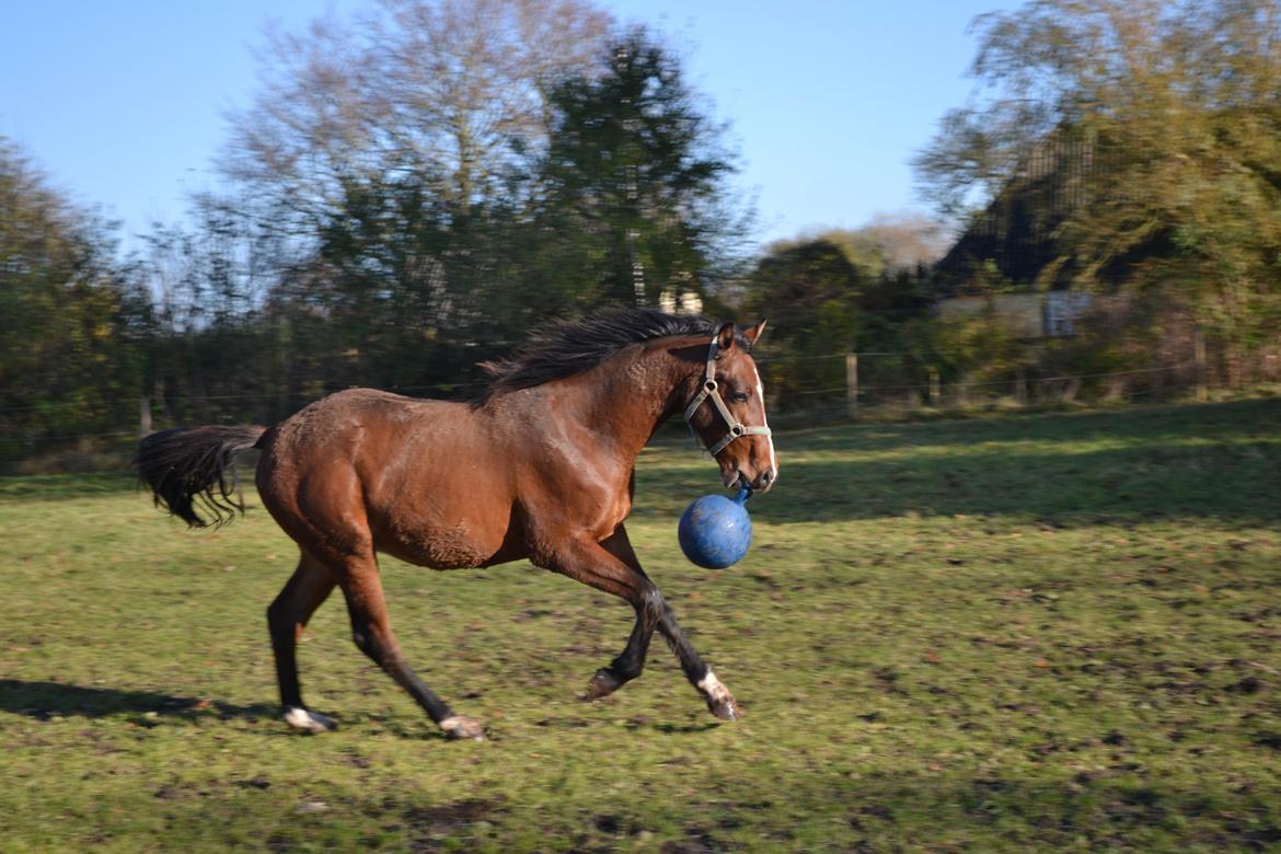 Dansk Varmblod Grønmosegårds Tequiro billede 19