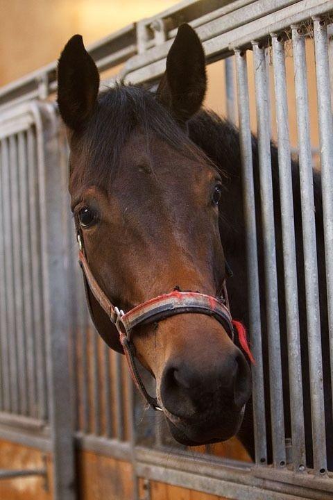 Dansk Varmblod Astoria billede 15