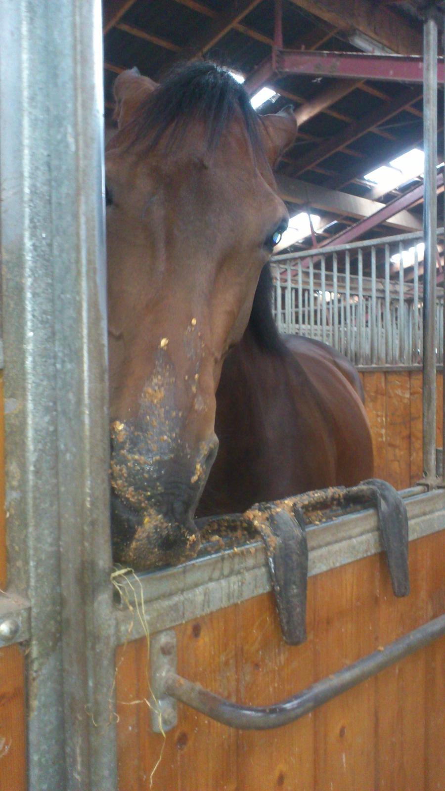 Dansk Varmblod Astoria - Mmmmmh nam nam! :b <3  billede 16