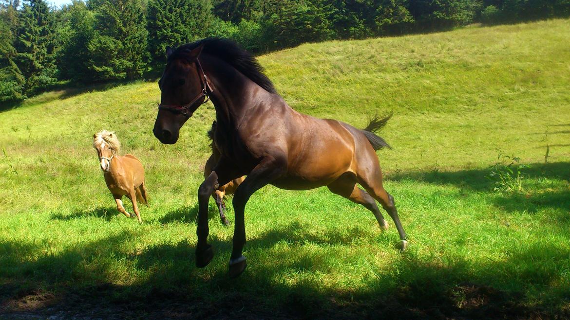 Dansk Varmblod Astoria - Sommeren 2012 billede 17