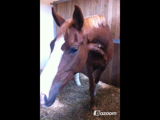 Dansk Varmblod Salsa Danica - Dana har haft brækket benet, og skulle stå i boks ro i 8 måneder billede 5