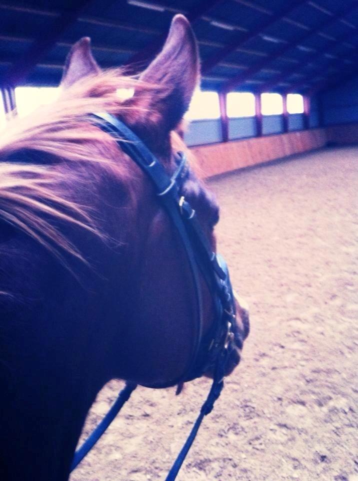 Dansk Varmblod Salsa Danica - Første ridetur på prinssesen <3 billede 6