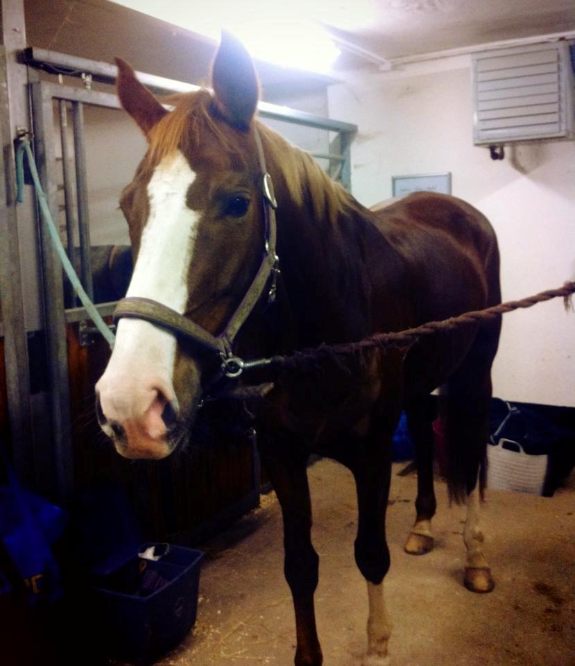 Dansk Varmblod Salsa Danica - Ynglings mulen står så fint i kæderne nu <3 billede 7