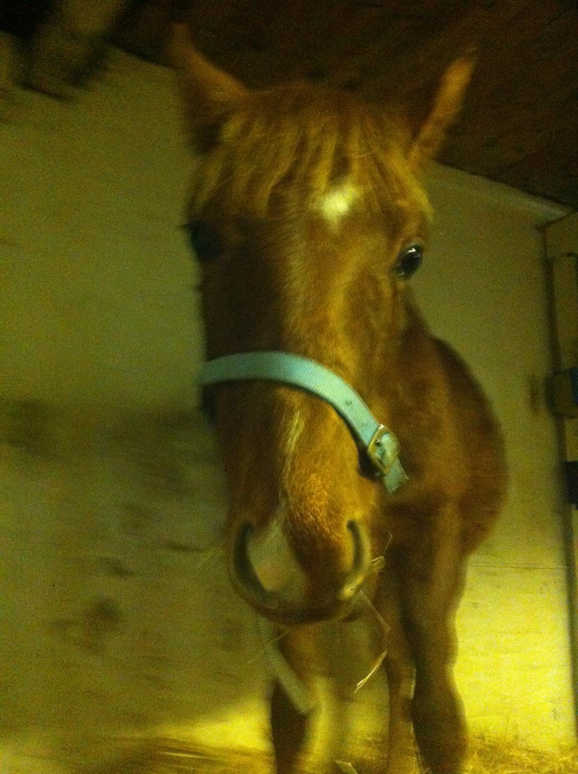 Welsh Partbred (Sec F) Aastrupgaards Ask - Så nysgerrig han er billede 10