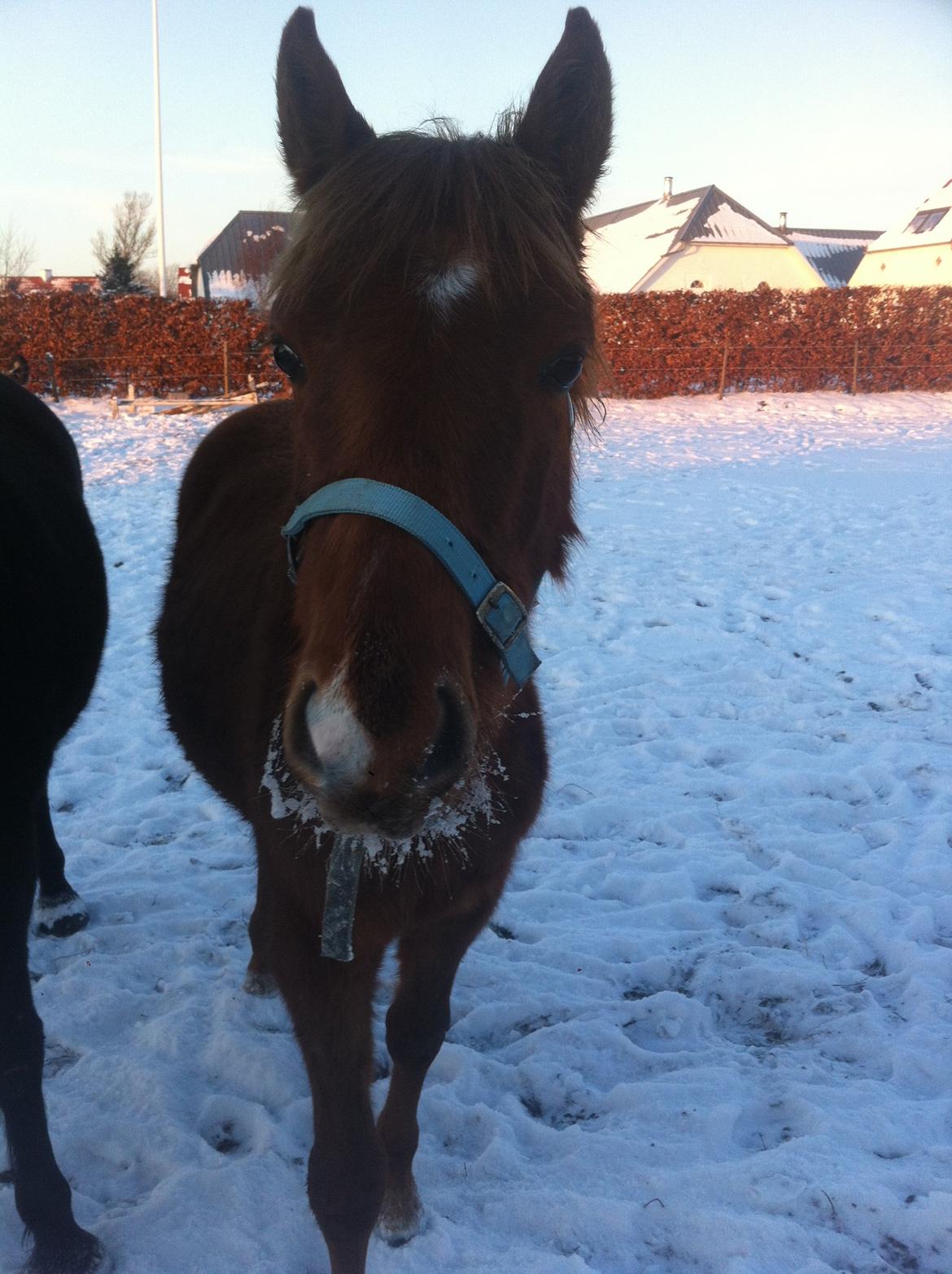 Welsh Partbred (Sec F) Aastrupgaards Ask - 17-01-13 :) billede 11