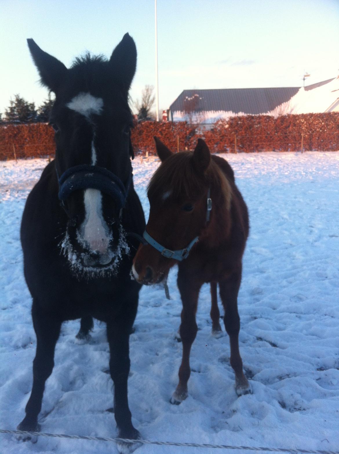 Welsh Partbred (Sec F) Aastrupgaards Ask - Ronja og Ask (17-01-13)
 billede 12