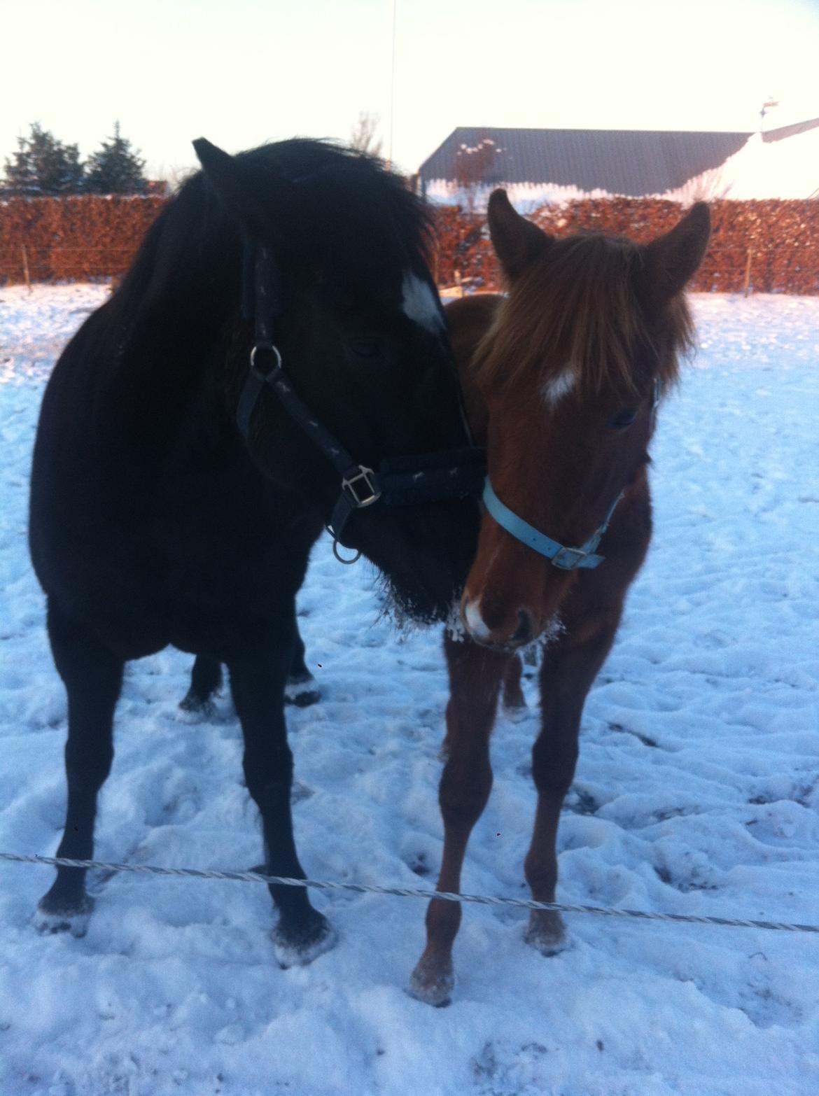 Welsh Partbred (Sec F) Aastrupgaards Ask - Prinsen og Prinsessen :) billede 3