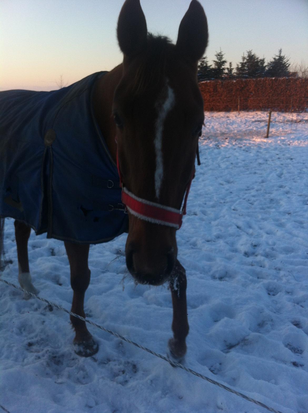 Dansk Varmblod Pilelundens Seven Star (Tidl. Hest) billede 16