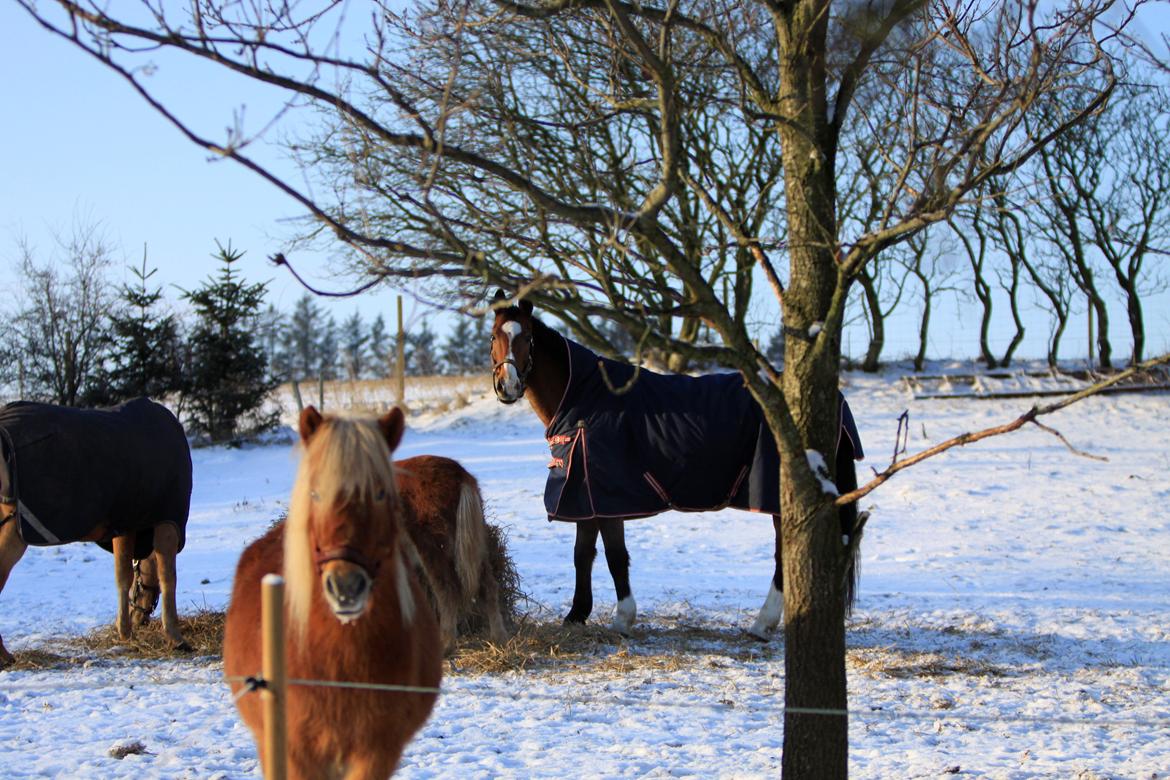 Hollandsk Varmblod Octopussy aka Pusle - En dejlig og kold vinter dag i januar 2013 billede 14
