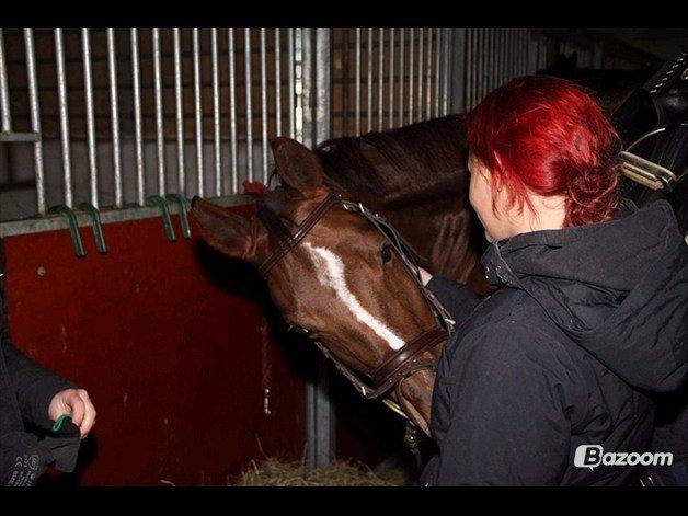 Dansk Varmblod Pilelundens Seven Star (Tidl. Hest) - Første møde <3 billede 18