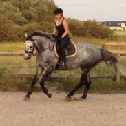 Dansk Varmblod Cocopelli