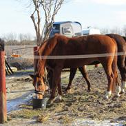 Hannoveraner Grejsgaards Wisney
