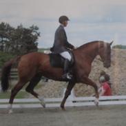 Hannoveraner Grejsgaards Wisney